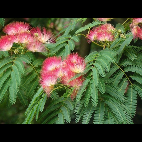 Mimosa Tree 25 Seeds - Picture 2 of 8